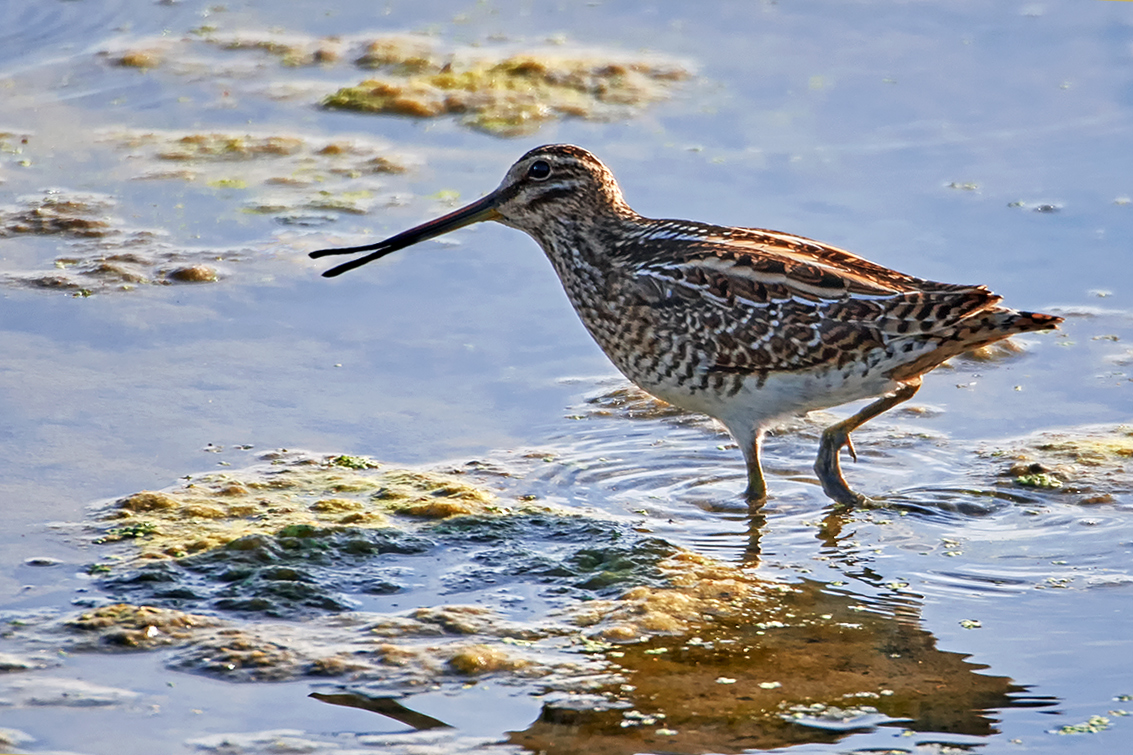 Regenpfeiferartige Studio Natur