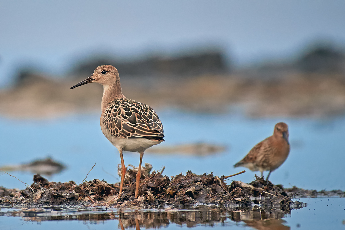Regenpfeiferartige Studio Natur