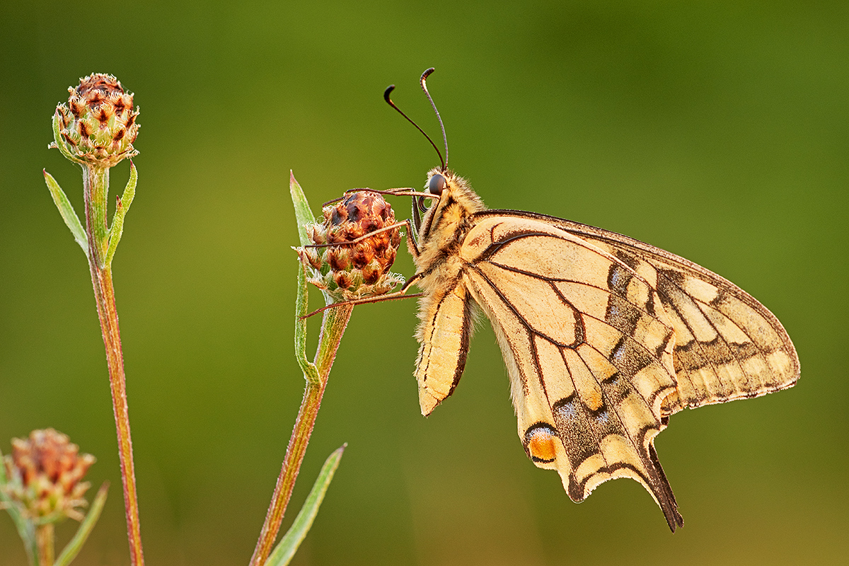 Schwalbenschwanz - Studio Natur