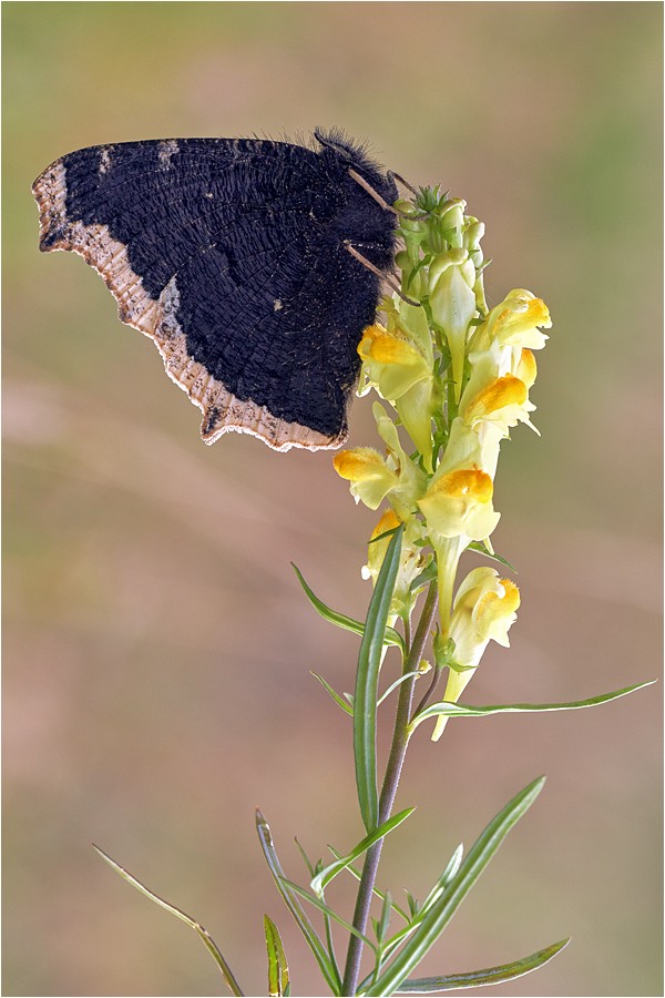 Westpommern Vorpommern Studio Natur